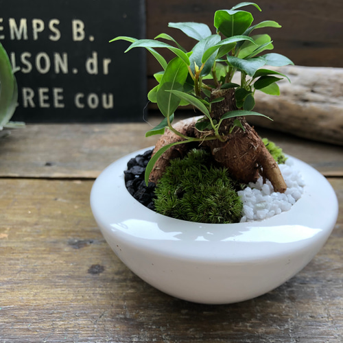 ガジュマルの苔庭♡ 癒しの森♡白陶器鉢♡観葉植物♡ アートフラワー