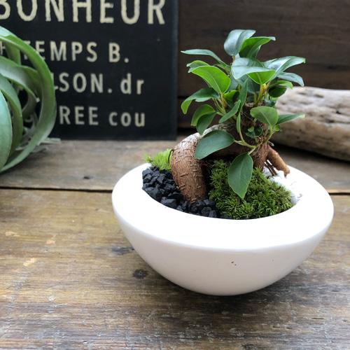 ガジュマルの苔庭♡ 癒しの森♡白陶器鉢♡観葉植物♡ アートフラワー
