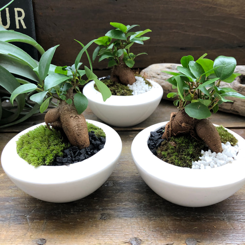 ガジュマルの苔庭♡ 癒しの森♡白陶器鉢♡観葉植物♡ アートフラワー