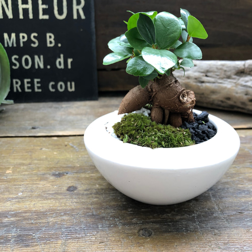 ガジュマルの苔庭♡ 癒しの森♡白陶器鉢♡観葉植物♡ アートフラワー