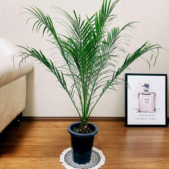 在庫］おしゃれなヤシ フェニックスロベレニー 観葉植物 室内
