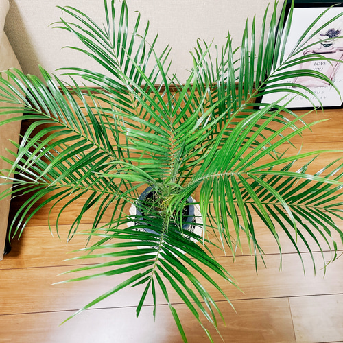 在庫］おしゃれなヤシ フェニックスロベレニー 観葉植物 室内