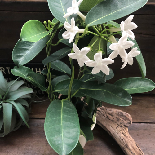 【花苗】マダガスカルジャスミン ③ ４号鉢ごと メルカリ便発送　母の日に❤︎ imgrc0091653535.jpg