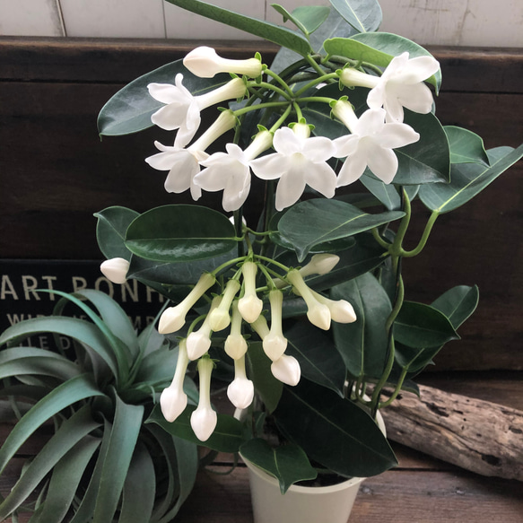 マダガスカルジャスミン♡大苗♡可愛い花♡ガーデニング アート