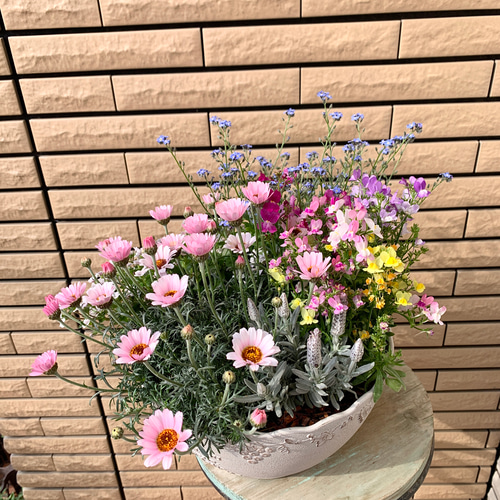 季節のお花寄せ植え(お任せ・ミックス色) | 福岡県朝倉市