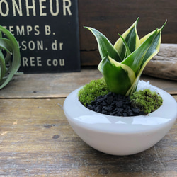 ハニーの苔庭♡ 癒しの森♡白陶器鉢♡観葉植物♡ 13枚目の画像