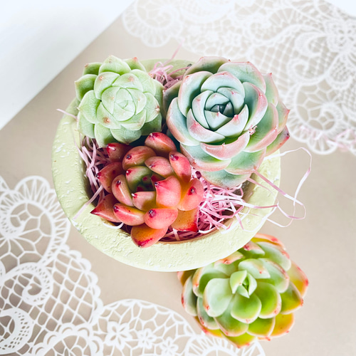 多肉植物 カット苗 box 4 多肉植物】ミニ鉢付き！カット苗4種セット