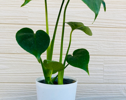 モンステラ 2株まとめてセット ☆観葉植物☆ アートフラワー njt1 通販