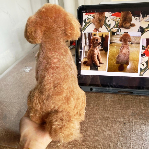 【オーダーメイドペット】羊毛フェルト、うちの子　犬ぬいぐるみ、フェルト犬、羊毛犬、肖像画、犬猫人形 プレゼントやギフトに 100% 模様