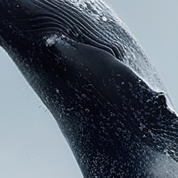 【クジラ アートフォト】インテリア雑貨 ポスター 写真 モダン おしゃれ ウォールデコ 壁掛け 3枚目の画像