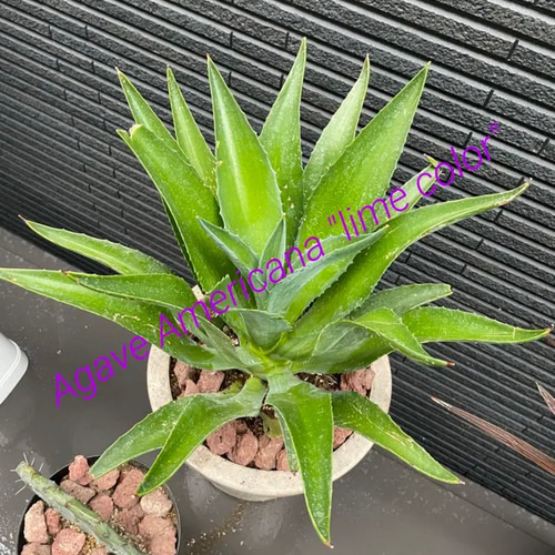✳️2023年❗️ドライガーデン⑤種⑤株SET❗️ 多肉植物 ST.STORE 通販 