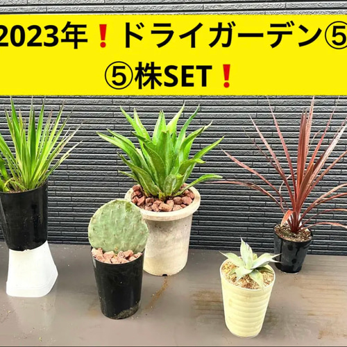 ✳️2023年❗️ドライガーデン⑤種⑤株SET❗️ 多肉植物 ST.STORE 通販 