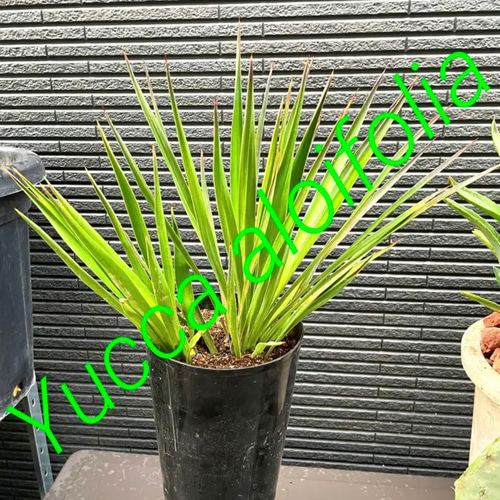 ✳️2023年❗️ドライガーデン⑤種⑤株SET❗️ 多肉植物 ST.STORE 通販 