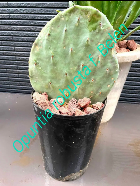 ✳️2023年❗️ドライガーデン⑤種⑤株SET❗️ #ststGarden