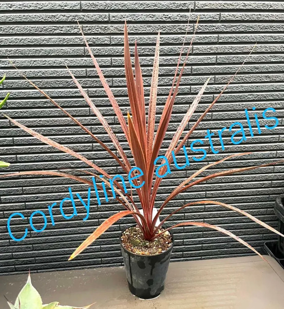 ✳️2023年❗️ドライガーデン⑤種⑤株SET❗️ #ststGarden