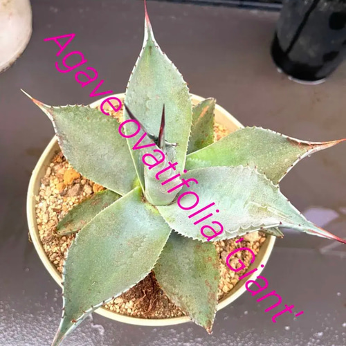 ✳️2023年❗️ドライガーデン⑤種⑤株SET❗️ 多肉植物 ST.STORE 通販 