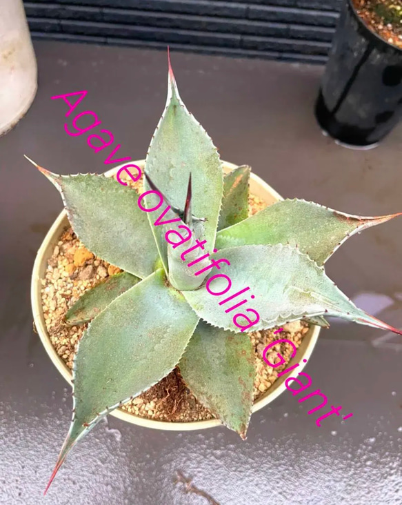 ✳️2023年❗️ドライガーデン⑤種⑤株SET❗️ #ststGarden