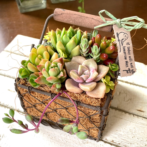 ★多肉植物　寄せ植え〜手作り　木製手押しカート　アイスクリーム屋さん〜★ ☆多肉植物 寄せ植え〜手作り 木製手押しカート アイスクリーム