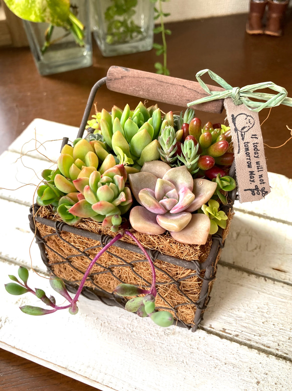 sold 多肉植物寄せ植え アイアンバスケット 多肉植物 galleryk's