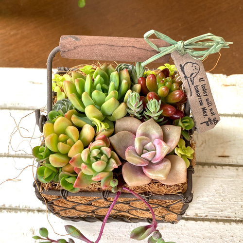 sold 多肉植物寄せ植え アイアンバスケット 多肉植物 galleryk's GONZU