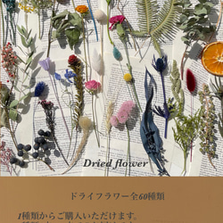 ドライフラワー全60種類〜　1種類から選べる　いろんな花材を少しづつ調達したい！いろんな種類のお花が欲しい！に。 1枚目の画像