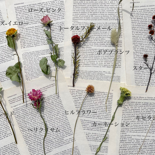 【10】ドライフラワー ホワイト系 まとめ売り12種類 10】ドライフラワー ホワイト系 まとめ売り12種類