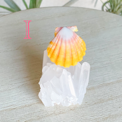 うに様オーダー品 サンライズシェルネックレス ハワイ ネックレス 