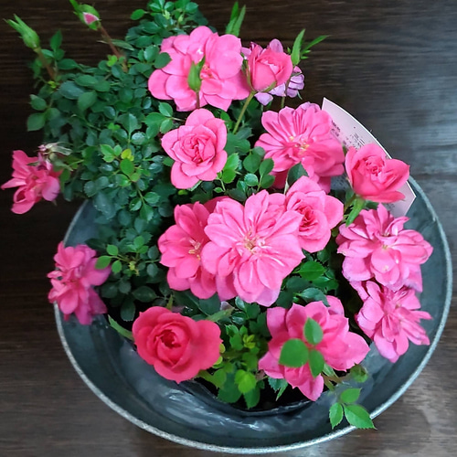 ミニミニ薔薇【ストロベリージャム】色彩共に小さくても整ったロゼット