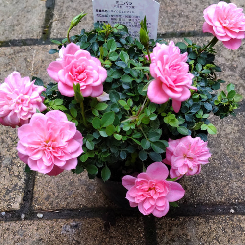 ミニミニ薔薇【ピーチジャム】 ロゼット咲の整った花形 ちょっと早い父