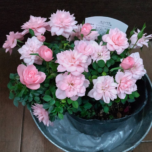 ミニミニ薔薇【ピーチジャム】 ロゼット咲の整った花形 ちょっと早い父