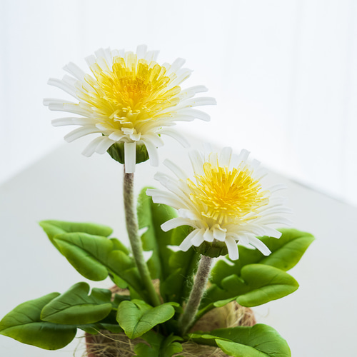 受注】粘土 シロバナタンポポさん 素焼き鉢編 たんぽぽ タンポポ 鉢の