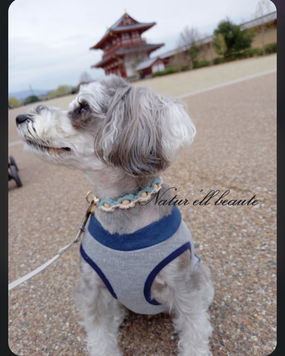 受注制作♡ マクラメ 小型犬用 首輪 チョーカー 11枚目の画像