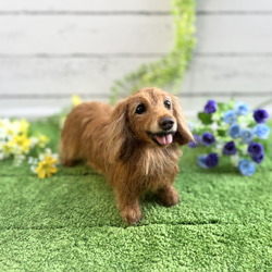 オーダー 犬♡ダックス 世界でたったひとつ♡羊毛フェルト♡ミニチュア