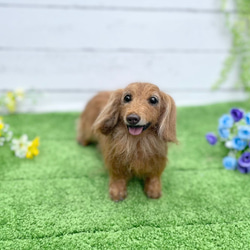 ダックスフンド♡世界でたったひとつ♡うちの子をずっとそばに♡ダックス　オーダー 2枚目の画像