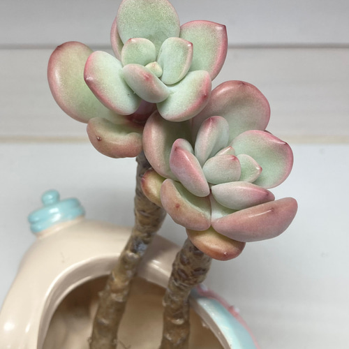 SOLD ダンビ 木立 厳選韓国苗 名前付き 多肉植物 〜Green〜多肉畑