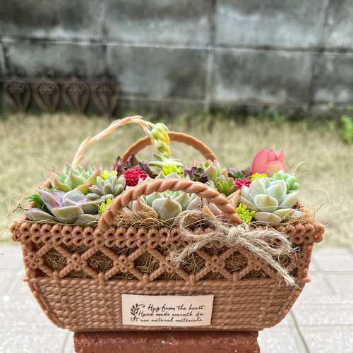 母の日寄せ植え多肉植物寄せ植えバスケット☆