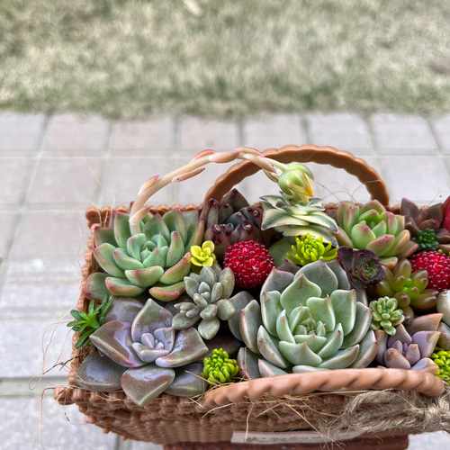 56）売り切れました❤︎ バスケット多肉植物寄せ植え