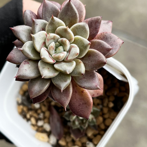 多肉植物　エルメス　韓国苗 多肉植物エルメス韓国苗