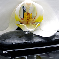 モダン フラワーアート Spa ブラックストーン Orchid / インテリアポスター 海外アート / 4773 6枚目の画像