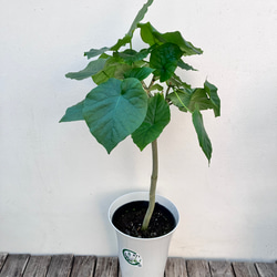 【B級品/大型観葉植物】ハート型の丸い葉っぱが人気♪フィカスウンベラータ 8号鉢 フィカス・ペティオラリス🌱 ハート型の葉っぱに赤い葉脈が入った