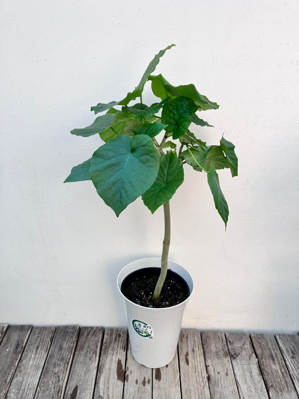 フィカス　ウンベラータ　スタンド　天然苔仕立て　陶器鉢　植え込み発送 楽天市場】【観葉植物】フィカス「ウンベラータ」 曲付・陶器鉢