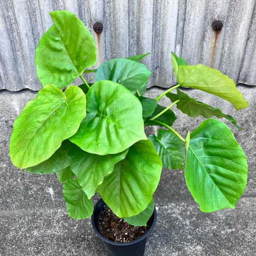 フィカス ウンベラータ♪ハートの葉♪観葉植物♪ アートフラワー bloom
