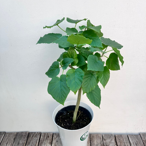 フィカス ウンベラータ♪ハートの葉♪観葉植物♪ アートフラワー bloom