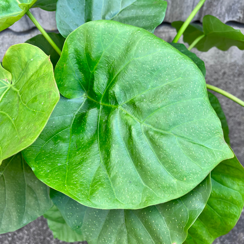 フィカス ウンベラータ♪ハートの葉♪観葉植物♪ アートフラワー bloom