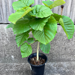 フィカス ウンベラータ♪ハートの葉♪観葉植物♪個性的な陶器鉢♪ 1枚目の画像