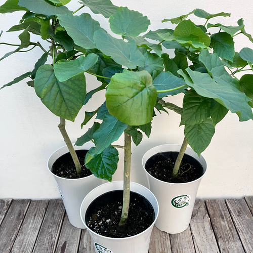 フィカス ウンベラータ♪ハートの葉♪観葉植物♪個性的な陶器鉢