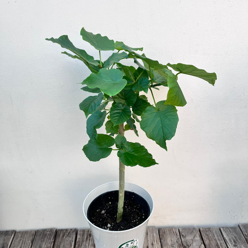 フィカス ウンベラータ ハートの葉っぱ　アイボリーテラコッタ鉢植え　観葉植物 フィカス・ウンベラータ ハート型の葉っぱがとっても