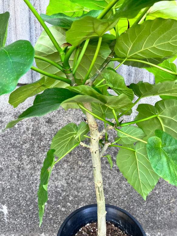 フィカス ウンベラータ♪ハートの葉♪観葉植物♪個性的な陶器鉢♪ 6枚目の画像