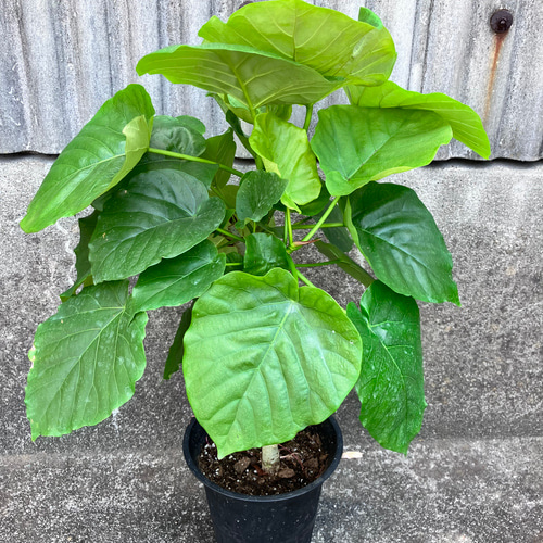 フィカス ウンベラータ ハートの葉っぱ　アイボリーテラコッタ鉢植え　観葉植物 フィカス ウンベラータ ハートの葉っぱ アイボリーテラコッタ