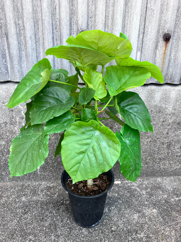 フィカス ウンベラータ♪ハートの葉♪観葉植物♪個性的な陶器鉢♪ 4枚目の画像